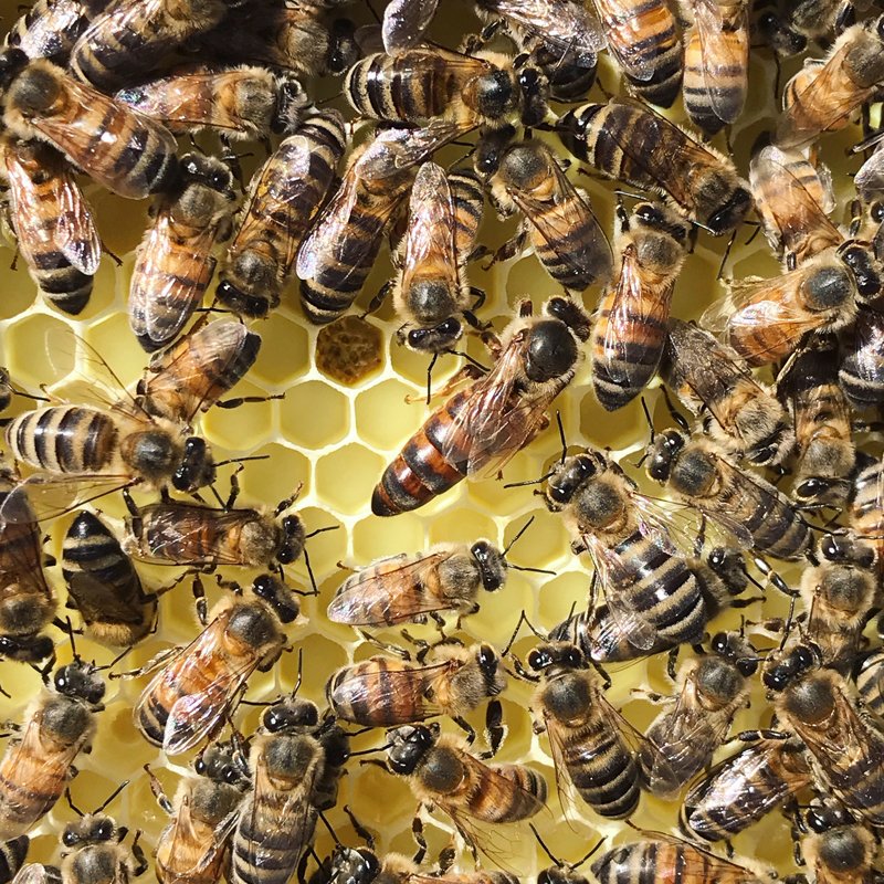 Kraliçe Arı Nedir? Nasıl Belirlenir?