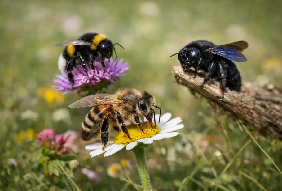 Types of Bees in the World