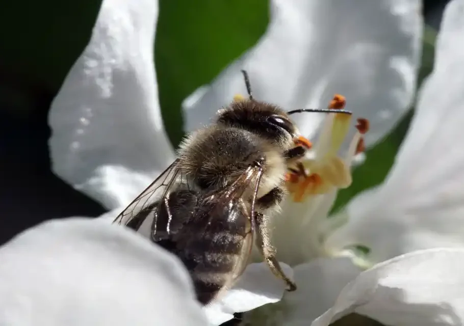 What Is a Queen Bee How Is She Determined