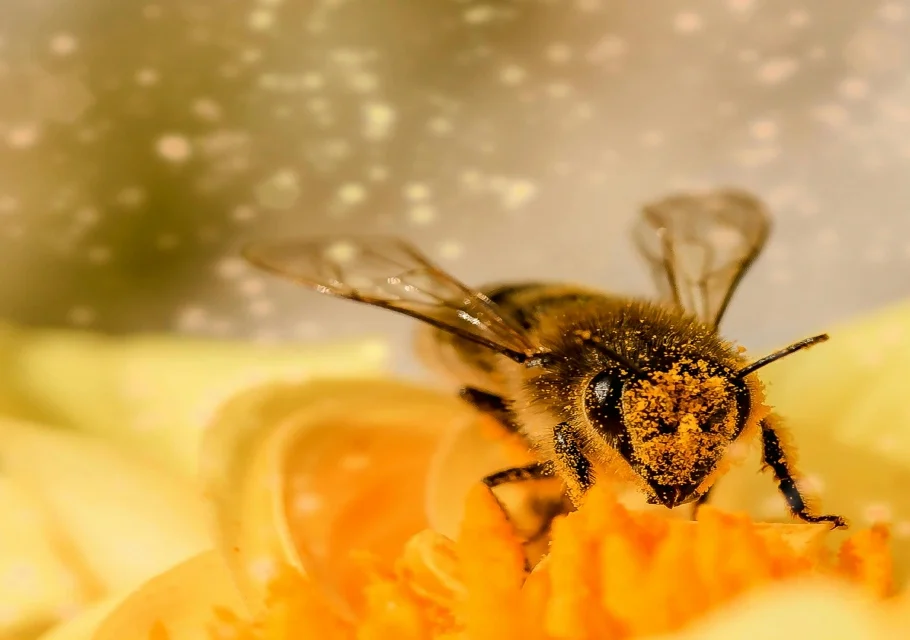 Bee Pollen Benefits How to Consume, Who Should Use It