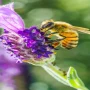 Lavender Honey Benefits What Is It Good For and How to Consume It