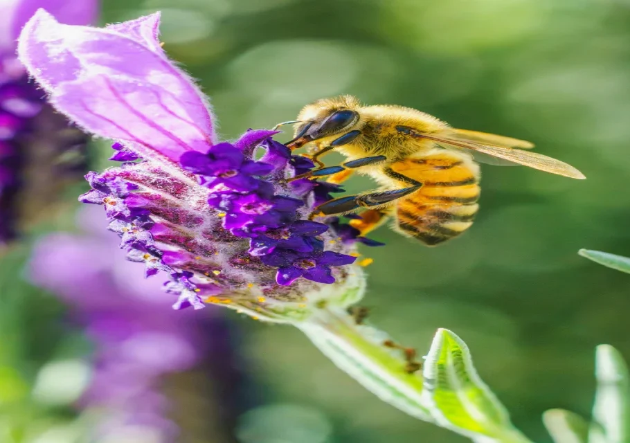 Lavender Honey Benefits What Is It Good For and How to Consume It